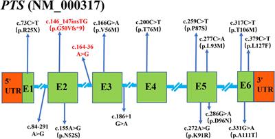 Mutation spectrum of PTS gene in patients with tetrahydrobiopterin deficiency from jiangxi province